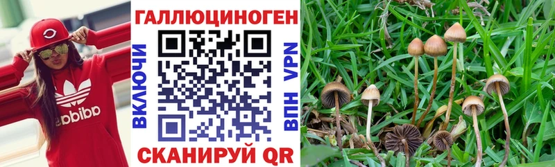 Псилоцибиновые грибы Cubensis  где купить наркоту  Троицк 